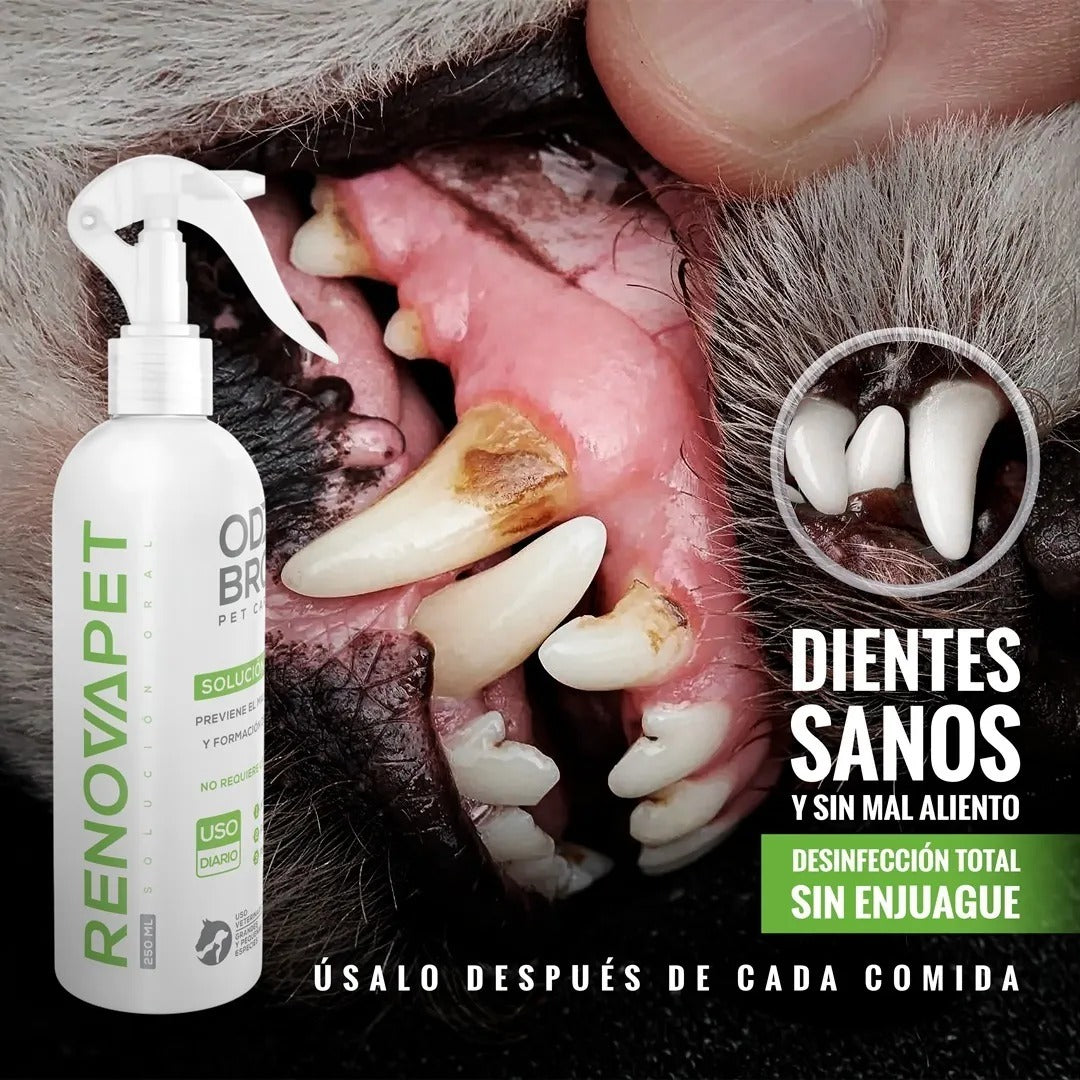 🐾RENOVAPET 🐶 Adiós Al Sarro 😻