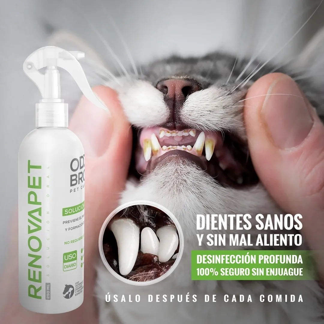 🐾RENOVAPET 🐶 Adiós Al Sarro 😻
